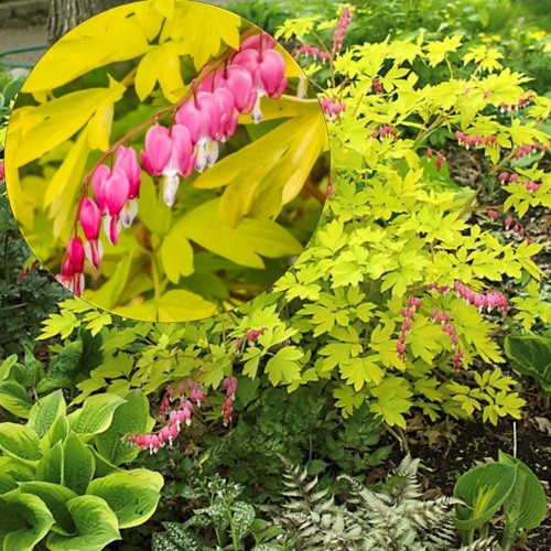 Dicentra spectabilis 'Yellow Leaf' - Harilik murtudsüda Yellow Leaf' P9/0,55L 